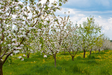 Naklejka premium Apple Tree Blossom with White Flowers