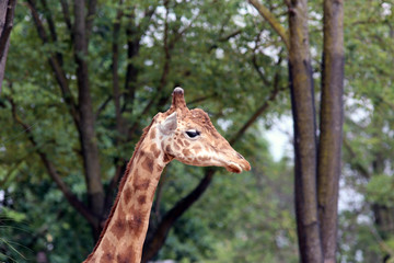 Obraz premium Giraffe