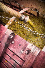 Green grapes in the wine press © Paolo Gualdi
