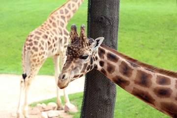 Giraffes