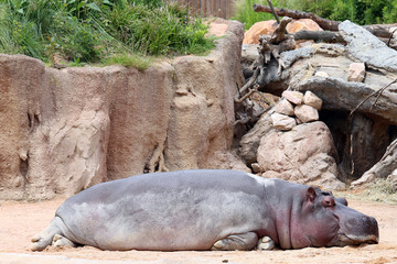 Sleeping Hippopotamus