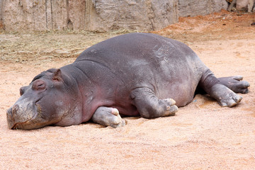 Naklejka premium Sleeping Hippopotamus Baby