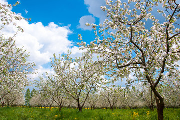 Fototapeta na wymiar Apple Tree Blossom with White Flowers
