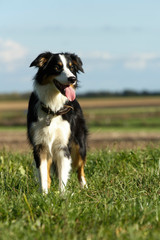 Border Collie im Feld