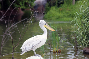 Pelican