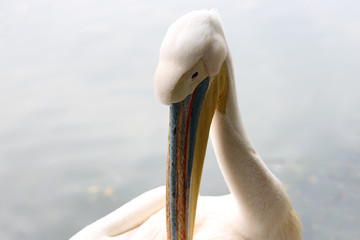 Pelican Close-Up