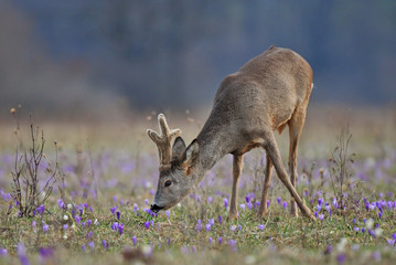 Grazing roe deer