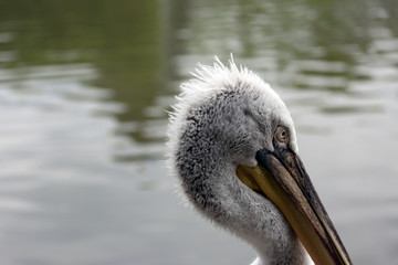 Pelican Close-Up
