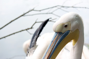 Pelican Close-Up