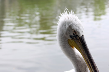Pelican Close-Up
