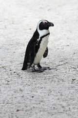 African Jackass Penguin