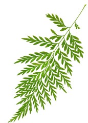 green leaf of greville robusta plant