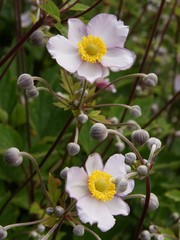 lila flowers of anemone coronaria