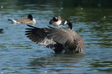 Canada Goose, Branta canadensis