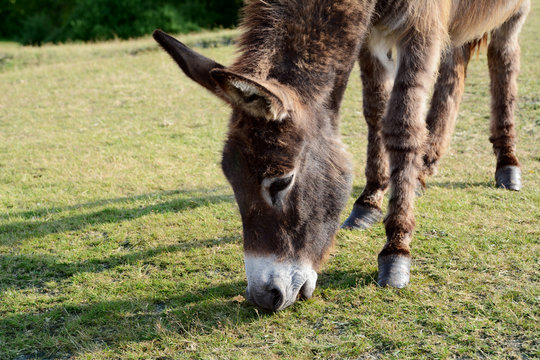 Friendly donkey grazing in the New Forest