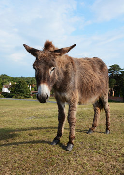 New Forest donkey in Lyndhurst, Hampshire