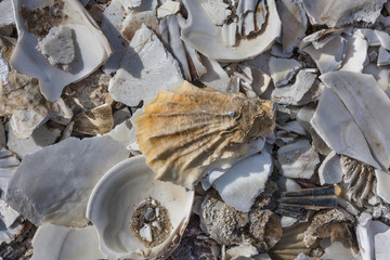 Pile of sea shells in Wellfleet, MA