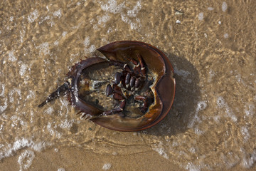 Crab shell on beach