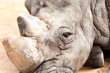 Fototapeta na wymiar Close-Up Rhinoceros