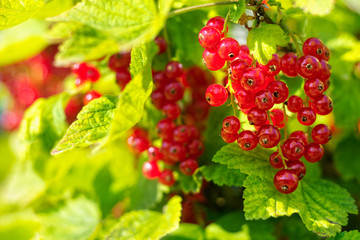 Redcurrant