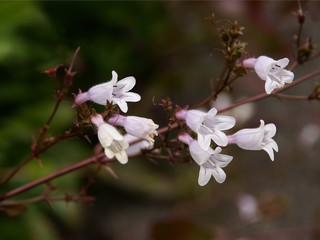 lila flowers of Penstemon Barbatus plant