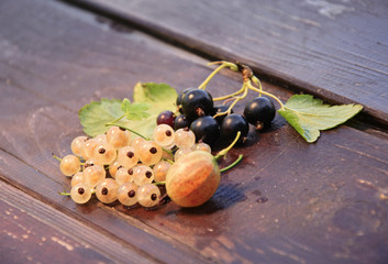 the berries of the currants and the gooseberry