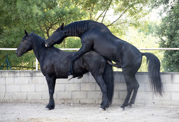 horse mating