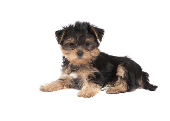 Yorkshire Terrier puppy
