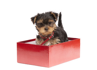Yorkshire Terrier puppy in red gift box