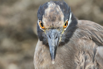 Galapagos heron in Floreana island
