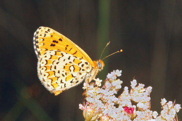 Mariposa en flor, Sauceda, Hurdes, España