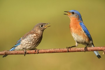 Eastern Bluebirds (Sialia sialis)