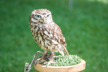 Little captive owl
