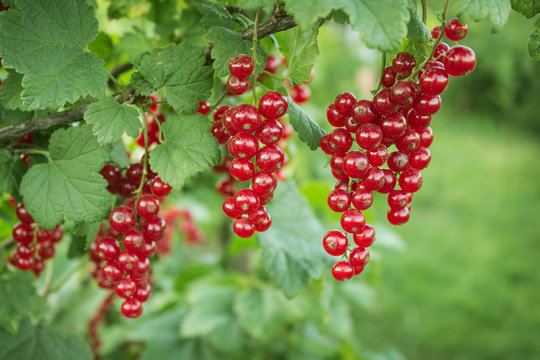 Branch with berries of red currant