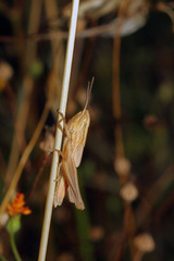 Saltamontes en paja, Sauceda, Hurdes, España