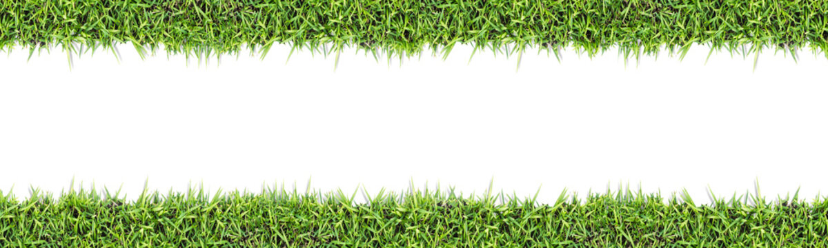 Seamless grass background  isolated on white