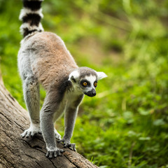 Obraz premium Lemur kata (Lemur catta)