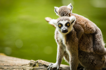 Obraz premium Lemur kata (Lemur catta)