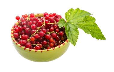 Red currant