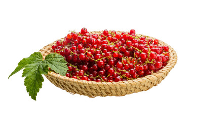 Red currant