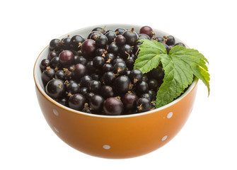 Black currant