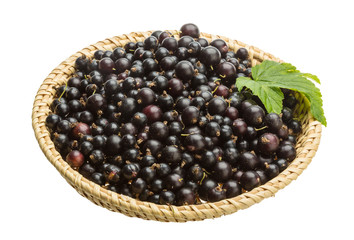 Black currant