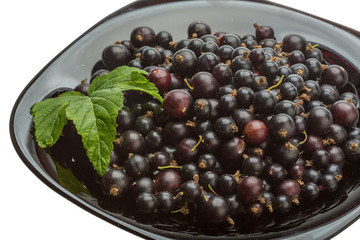 Black currant