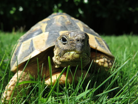 Tartaruga