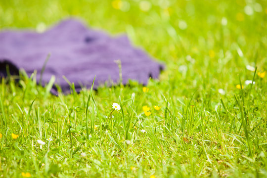 Picnic. Violet Blanket On The Green Grass Of Meadow