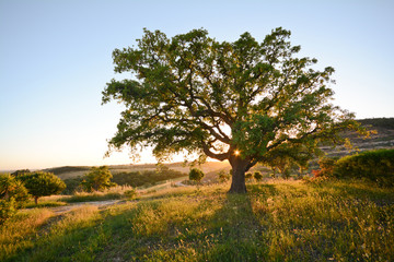 Cork oak tree (Quercus suber) in evening sun, Alentejo Portugal