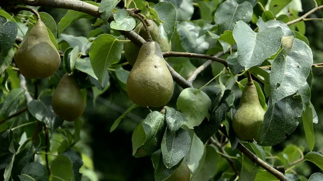 Pyrus