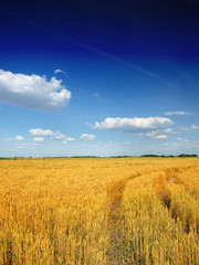 Wheat field against a blue sky