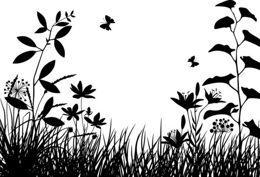 Fototapeta Meadow plants
