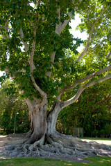 Roots of a Banyan Tree at Edison-Ford Estates